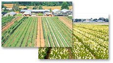 種苗の品種改良・育成、園芸資材の生産